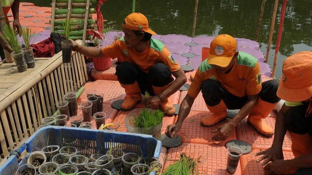 Lokasi padi apung ini berada sekitar 200 meter dari pintu masuk waduk Elok.<br><br>Tepatnya berada dekat dengan pos oranye milik UPS Badan Air Cakung. Foto: merdeka.com / Imam Buhori<br>