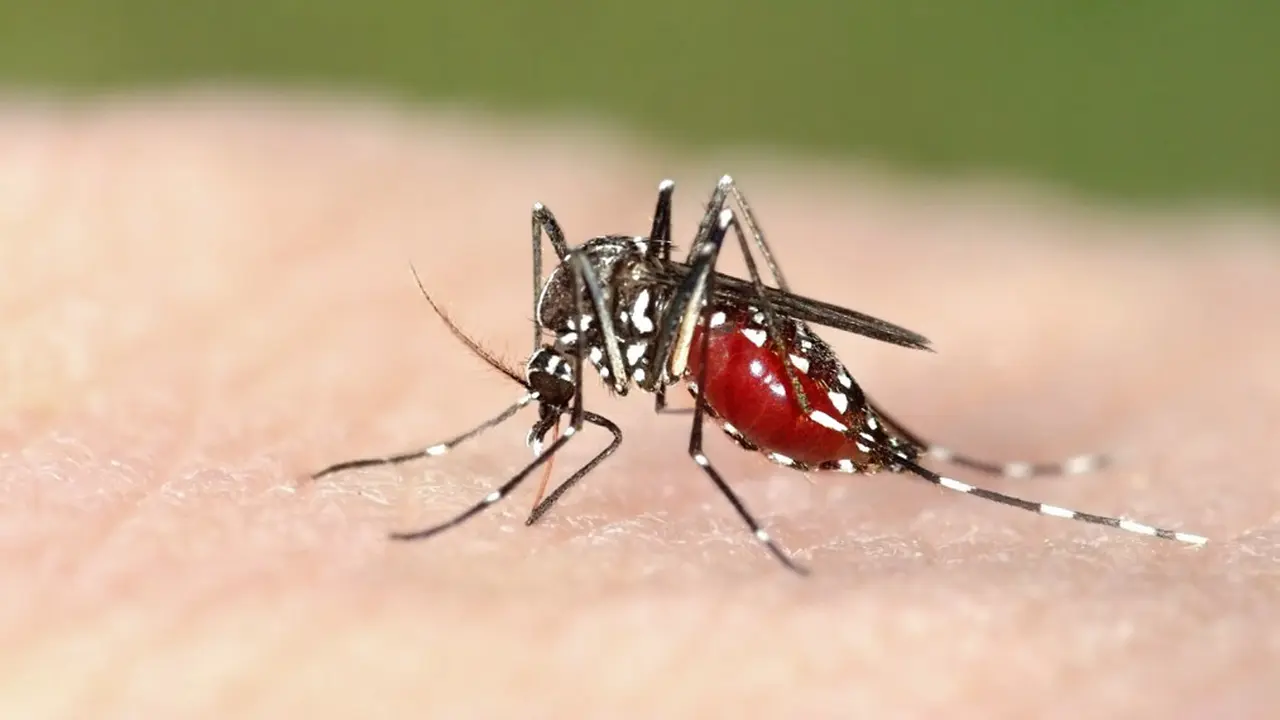 Hari Kesehatan Nasional, Pentingnya Cegah Demam Berdarah Dengue