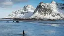 Peselancar wanita usai berselancar di pantai bersalju Flackstad di Kepulauan Lofoten, Lingkar Arktik, pada 13 Maret 2016. Suhu dingin memberikan sensasi tersendiri bagi peselancar terlepas dari cuaca yang sangat tidak stabil. (AFP/Olivier Morin)