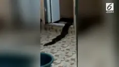 Mahluk yang mempunyai bentuk tidak lazim seperti berkepala kecil dan berbutut pendek.