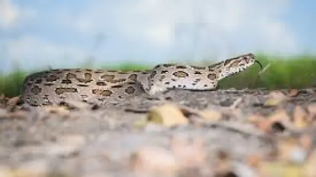 Viper Russel Siam (Daboia siamensis) (Wikimedia Commons)