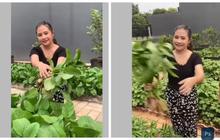 Serunya Prilly Latuconsina Panen Sayuran di Samping Rumah, Bareng Angga Yunanda dan Shenina Cinnamon