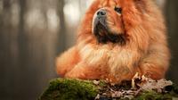 Cute dog breeds that are not for first time owners. (Photo: Łukasz Rawa/Unsplash)