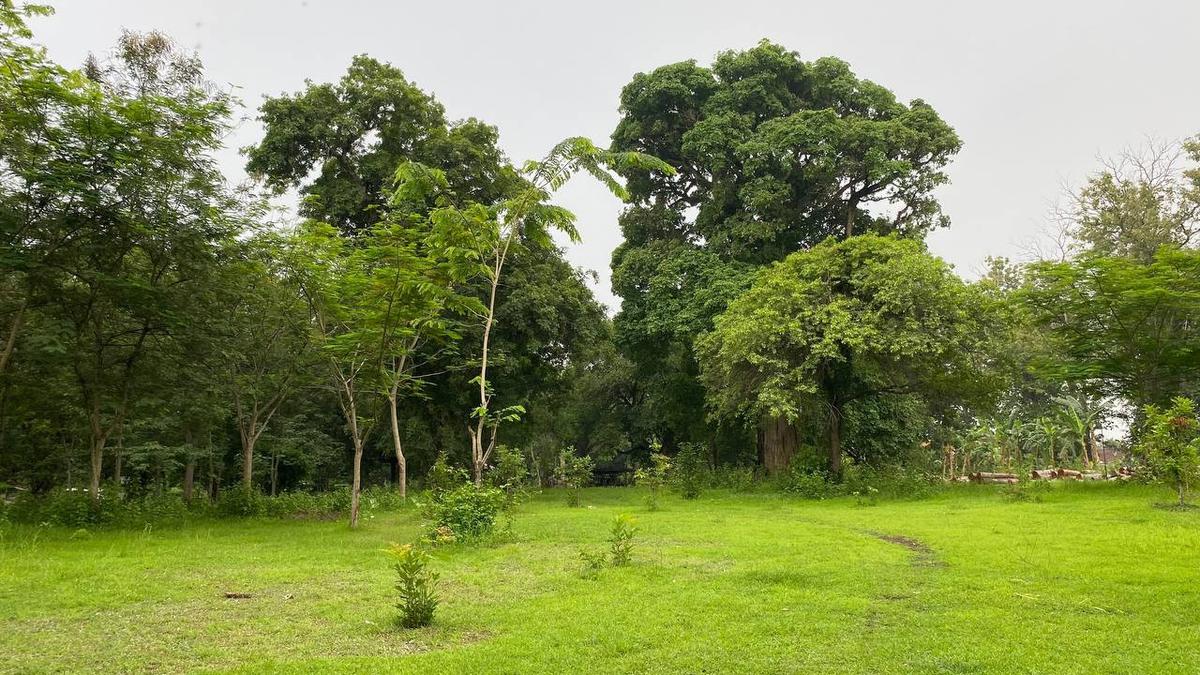 Pohon di area Kokobo Dander Forest Bojonegoro