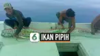 THUMBNAIL IKAN OARFISH