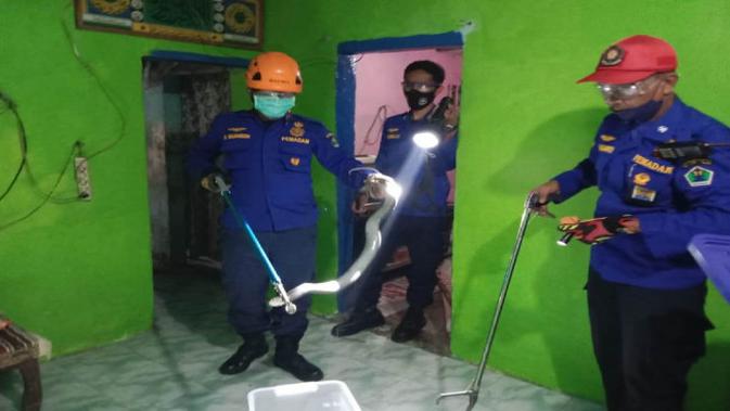 Semburan Kobra Jawa Saat Dihalau Dua Warga di Kota Malang - Vimarsana News