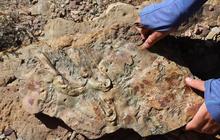 Temuan Fosil Batuan di Grand Canyon Diyakini Mengubah Sejarah Evolusi