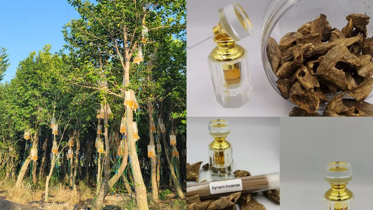 Pohon Diinfus