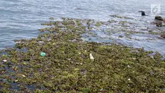 Tanaman eceng gondok memenuhi pantai Kelurahan Pohe, Gorontalo, Jumat (22/2). Tanaman ini berasal dari Danau Limboto yang terbawa arus sungai hingga ke Teluk Gorontalo dan memenuhi pinggiran pantai di desa-desa sekitar. (Liputan6.com/Arfandi Ibrahim)