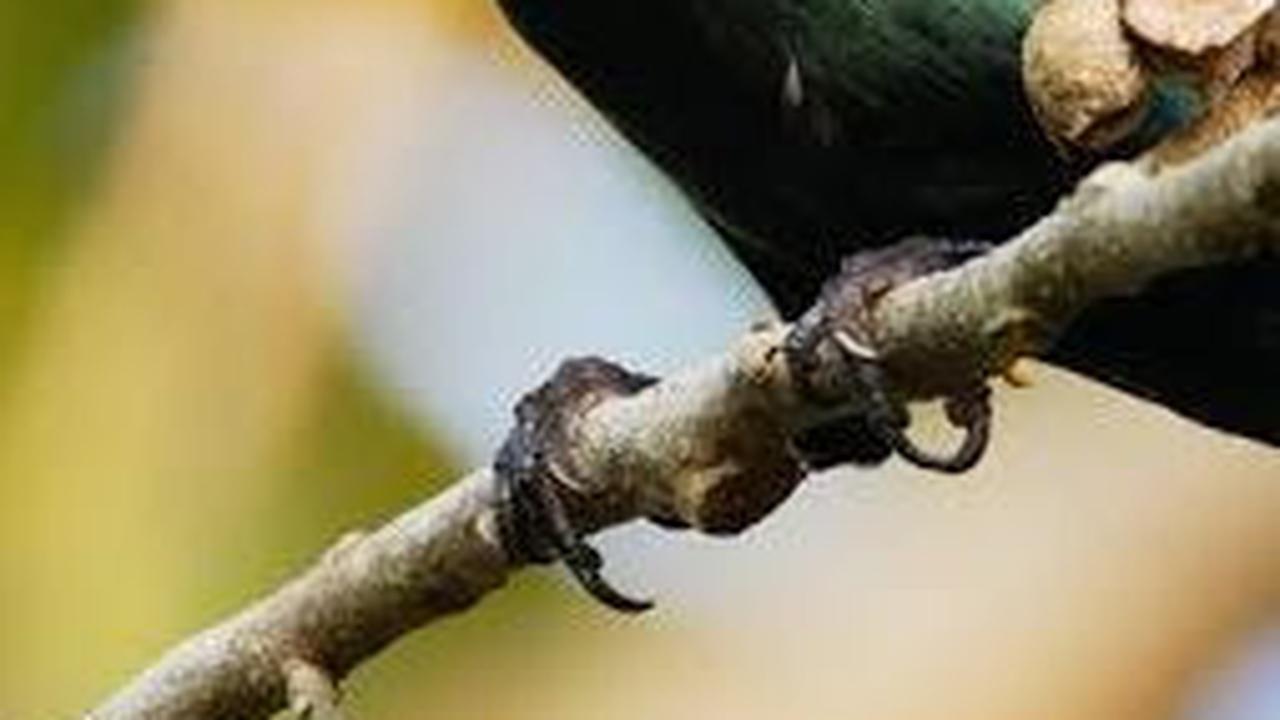 Mitos Burung Cucak Keling dalam Kepercayaan Indonesia, Ini Ulasannya