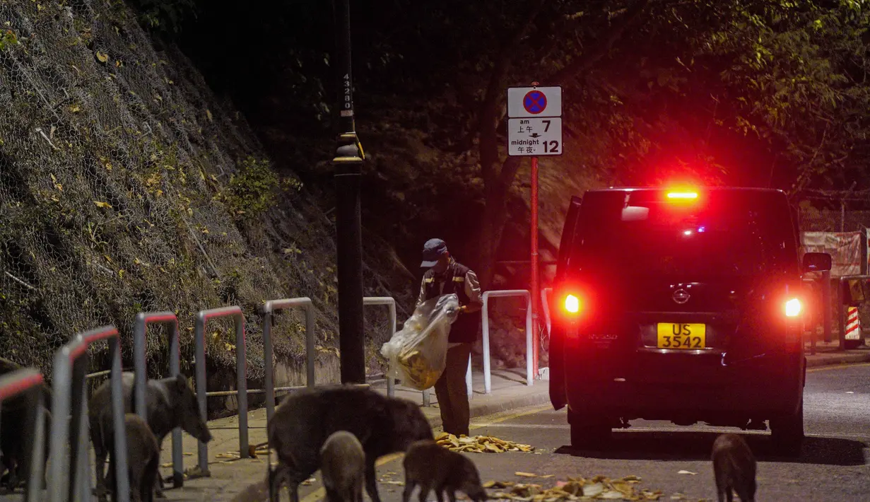 Babi hutan memakan roti sebagai umpan yang diberikan petugas Departemen Pertanian, Perikanan dan Konservasi di Hong Kong, Rabu (17/11/2021).  Pihak berwenang Hong Kong pekan ini menangkap tujuh babi hutan untuk mengurangi jumlah mereka di daerah perkotaan. (Lam Chun Tung/The Initium Media via AP)
