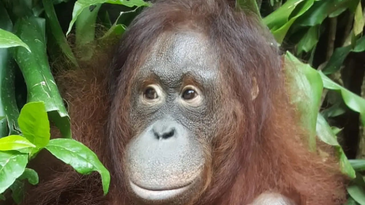 Lucunya Bayi Orangutan Fitri yang Lahir di Taman Safari Bogor Saat Idul Fitri