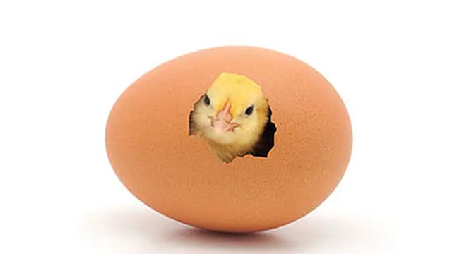 Inikah Jawaban Duluan Mana Ayam atau Telur?