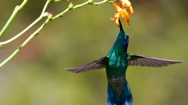 30 Makhluk Bumi yang Punya Warna Mirip Pelangi, Cantik dan Eksotis