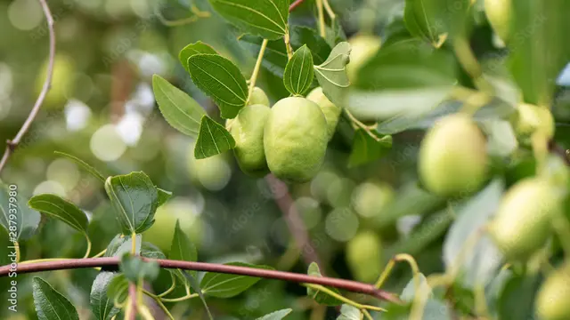 Daun dan Buah Bidara