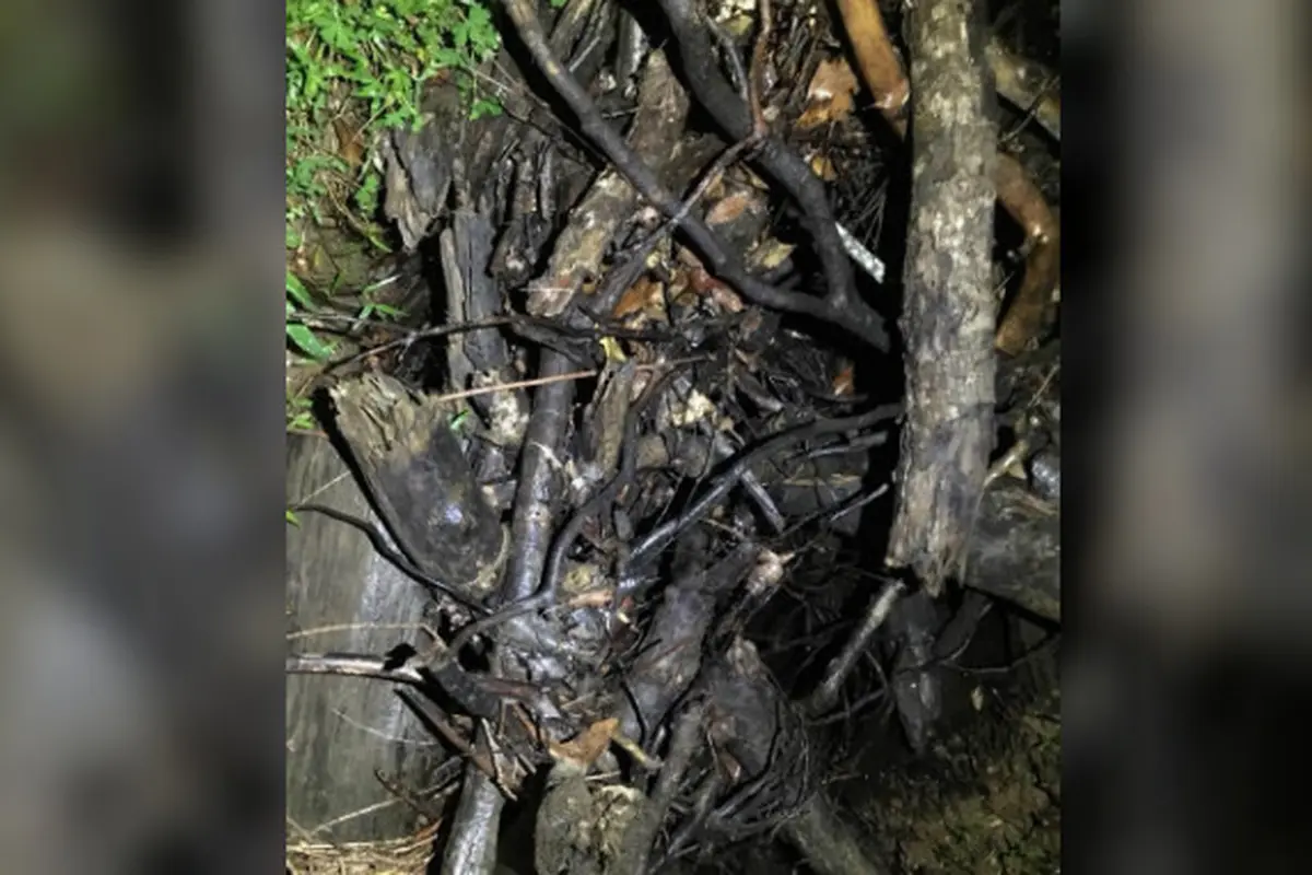 Tebak-tebakan ular (Facebook/Sunshine Coast Snake Catchers)