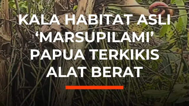 Kala Habitat Asli 'Marsupilami' Papua Terkikis Alat Berat