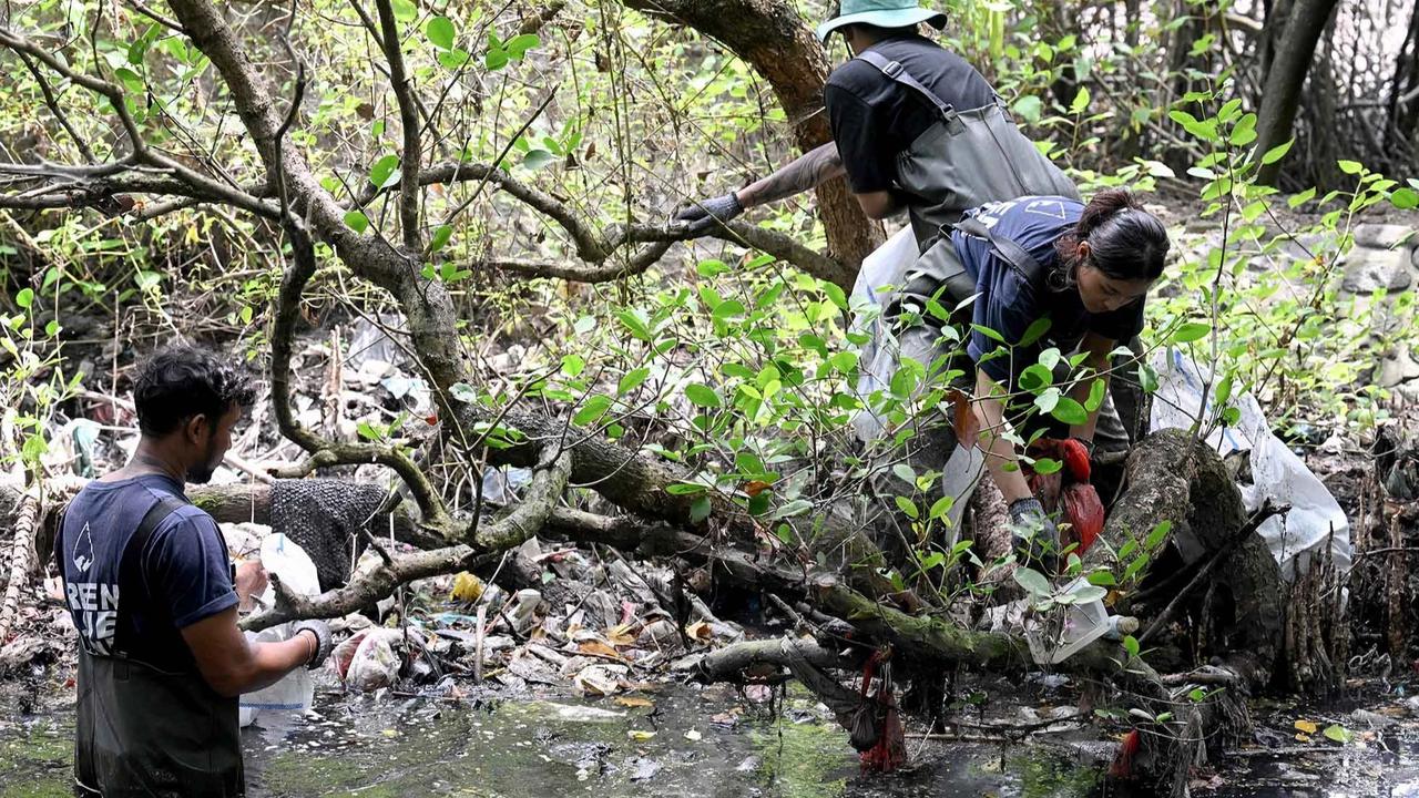FOTO: Aksi Bersih Sampah Plastik di Hutan Bakau Serangan Bali