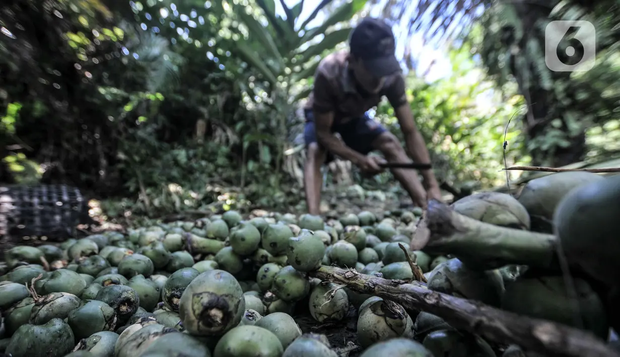 Aktivitas petani saat mengolah buah aren menjadi kolang-kaling di Kampung Citugu, Desa Puraseda, Leuwiliang, Kabupaten Bogor, Jawa Barat, Minggu (25/4/2021). Pandemi COVID-19 yang tak kunjung usai menyebabkan penjualan kolang-kaling lesu. (merdeka.com/Iqbal S. Nugroho)