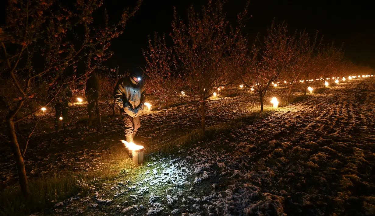 Seorang arborist menyalakan lilin antiembun beku untuk melindungi pohon dari embun beku di sebuah kebun karena suhu diperkirakan akan turun di bawah nol derajat celcius dalam beberapa hari ke depan di Westhoffen, Prancis, 6 April 2021. (Frederick FLORIN/AFP)