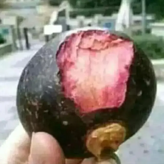 6 Potret Aksi Nyeleneh Orang Makan Kulit Buah Ini Bikin Enggak Habis Pikir