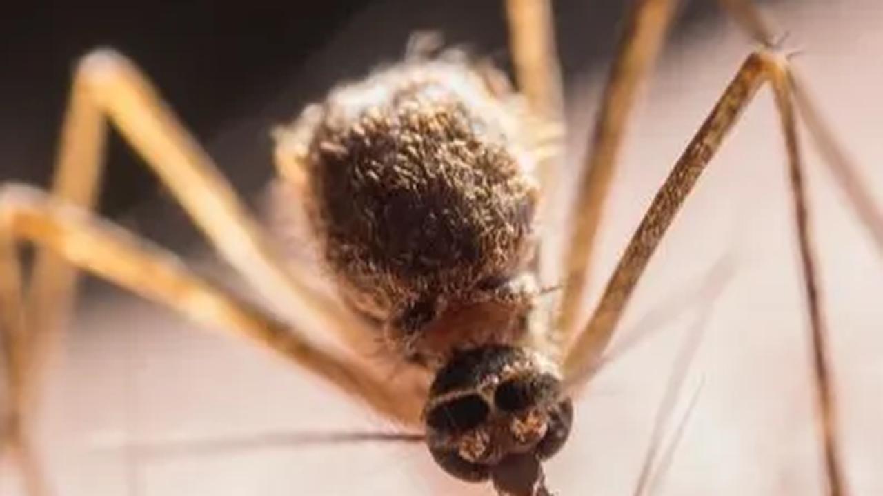 Kemenkes: Wolbachia Bisa Bikin Nyamuk Penyebab DBD Mandul