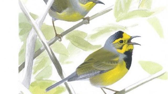 23 Spesies Satwa di Amerika Serikat Dinyatakan Punah, Konsekuensi Ulah Manusia