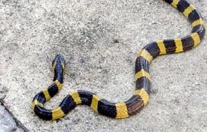 (Foto: Merdeka) Ular Welang