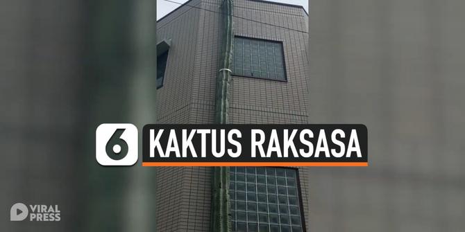 VIDEO: Unik, Kaktus ini Tumbuh Setinggi Rumah 3 Lantai