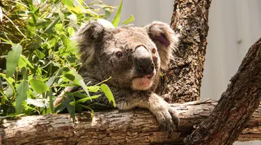 Koala terlihat di tempat penampungan sementara di Kebun Binatang Taronga, Sydney (17/12/2019). Puluhan koala berhasil diselamatkan dari jalur kebakaran hutan hebat di dekat Sydney, Australia. Para penyelamat menyebut ahabitat mereka sebagian besar sudah habis dilalap api. (AFP/Taronga Zoo)