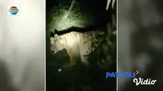 Seorang petugas penyuluh lapangan di Padang Lawas, Sumatra Utara, menderita luka-luka diserang harimau di perkebunan karet.
