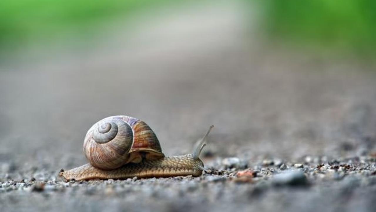 Cara Mencegah Siput dan Bekicot Merusak Tanaman di Musim Hujan, Ampuh dan Aman