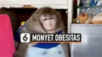 SERING DIKASIH JUNK FOOD, MONYET DI THAILAND OBESITAS