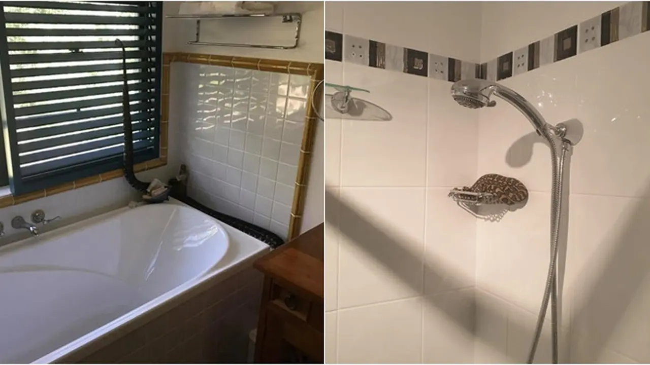 7 Potret Ular Sedang Santai di Kamar Mandi, Bikin Kaget Pas Masuk