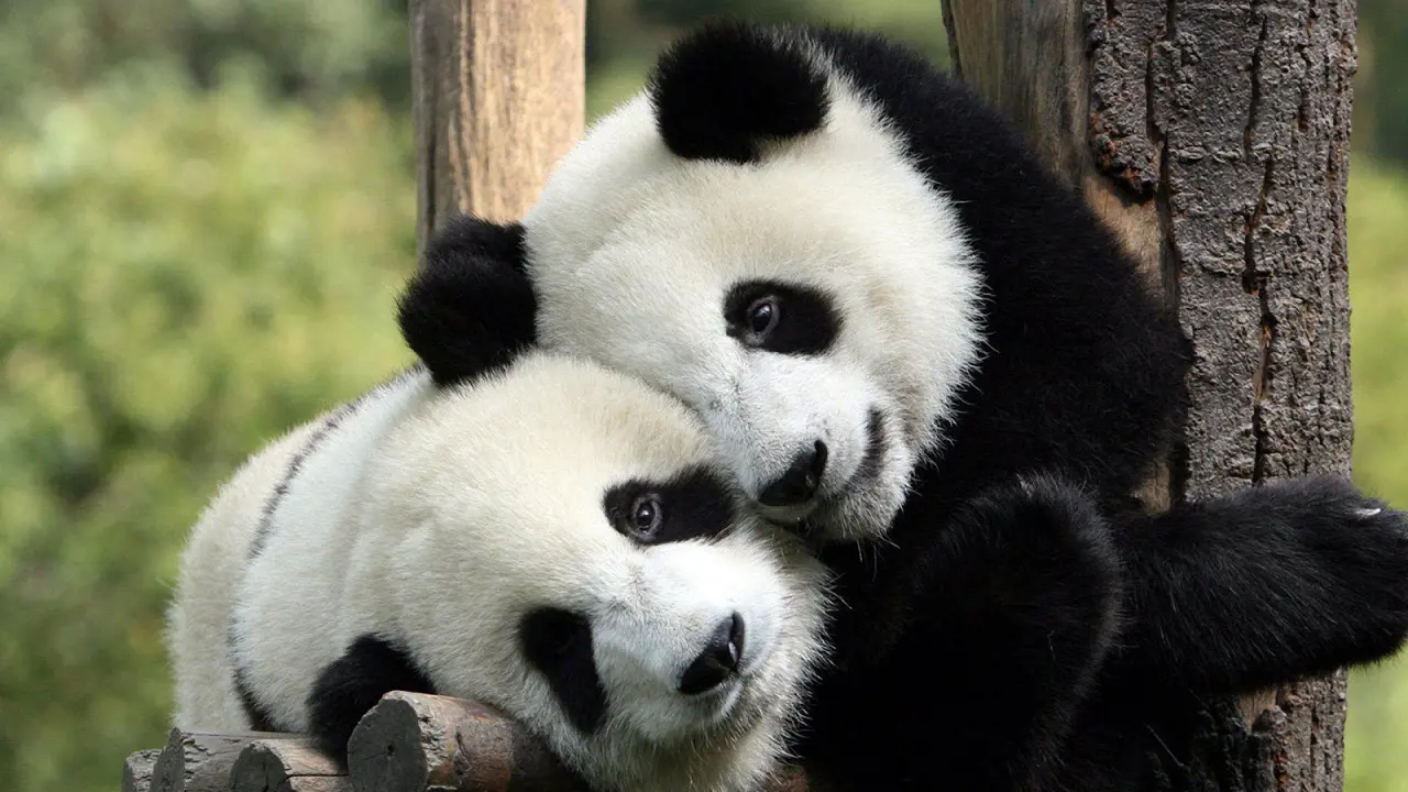 Mau Lihat Panda, Datang Saja ke Malaysia