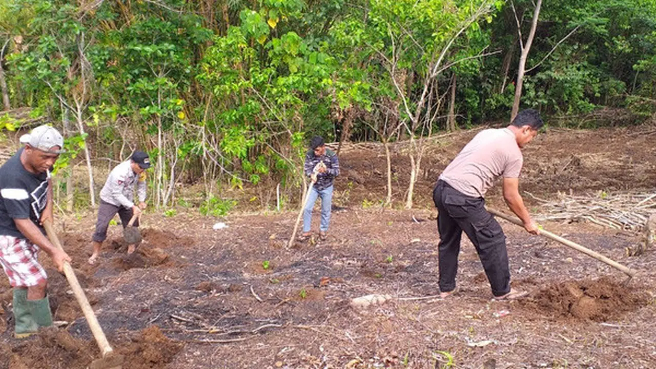 Kanit Sabhara Polsek Marore Bripka D Makaringas dan Bhabinkamtibmas Kampung Marore Brigpol M Sasube bersama warga sekitar mengolah lahan perkebunan tersebut.