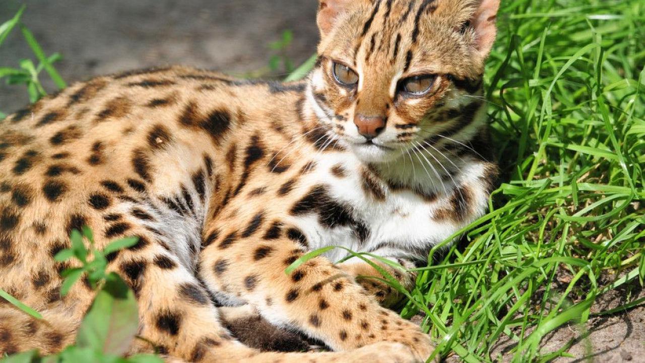 Kucing yang tersebar di berbagai negara Asia ini banyak mendiami wilayah Sumatera, Jawa, Bali dan Kalimantan.