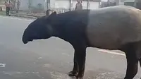 BKSDA Ungkap Alasan Tapir Muncul di Jalan Mesuji