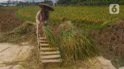 Petani melakukan panen padi jenis IR 64 di kawasan Sukamakmur, Bogor, Jawa Barat, Kamis (5/1/2022). Harga gabah kering di tingkat petani saat ini mengalami kenaikan Rp 500 menjadi Rp 7000/kg disebabkan curah hujan yang tinggi sehingga menyebabkan panen padi tertunda. (merdeka.com/Arie Basuki)