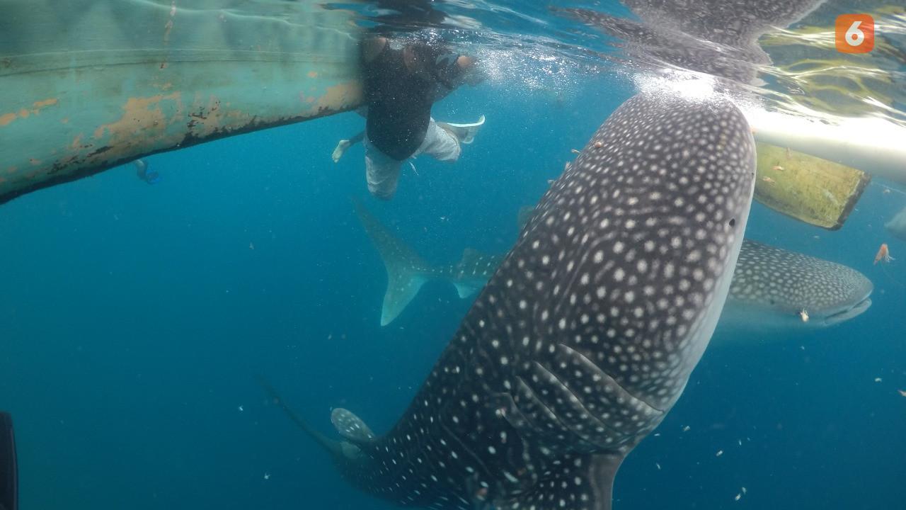 Dua Ekor Hiu Paus raksasa saat menyapa seorang wisatwan di wisata hiu paus Gorontalo, fto: Istimewa (Arfandi Ibrahim/Liputan6.com)