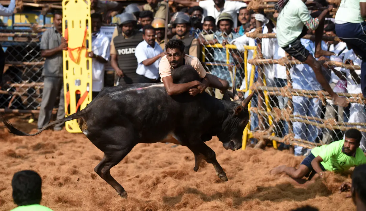 Seorang pria memegang punuk banteng saat Festival Jallikattu di Desa Palamedu, India, Kamis (9/2). Jallikattu telah menjadi tradisi yang berlangsung selama lebih dari 2.000 tahun di India. (AFP PHOTO / ARUN Sankar)