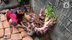 Seorang warga menyiram tanaman yang diduga jenis bunga bangkai di kawasan Cipete, Jakarta, Rabu (13/10/2021). Bunga yang tumbuh di pekarangan rumah warga itu mengeluarkan bau menyengat dan menjadi pusat perhatian warga sekitar. (Liputan6.com/Hermann Zakharia)