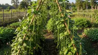 7 Cara Menanam Kacang Panjang Rambat dengan Para-Para Sederhana untuk Pemula