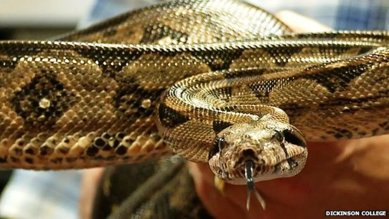 Ular boa (Boa constrictor) menghabisi mangsanya dengan lilitan maut