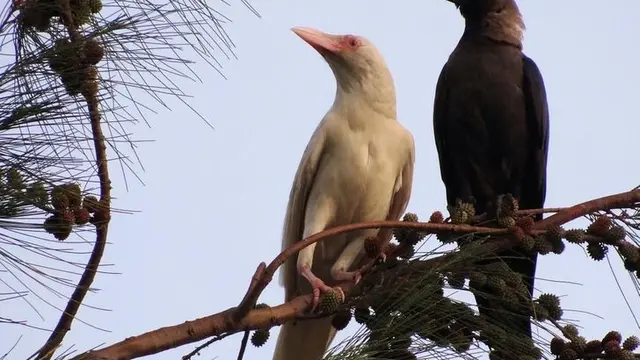 10 Potret Hewan Albino Langka Ini Makin Menarik Perhatian