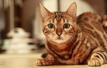 7 Fakta Tentang Kucing yang Jarang Diketahui, Kucing Tertua Hidup 38 Tahun
