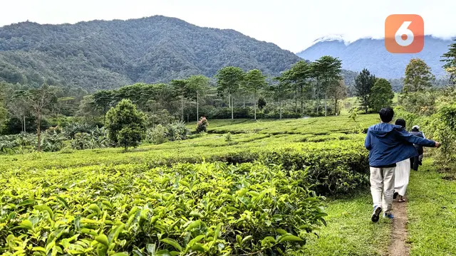 Forest Healing untuk Meredakan Stres