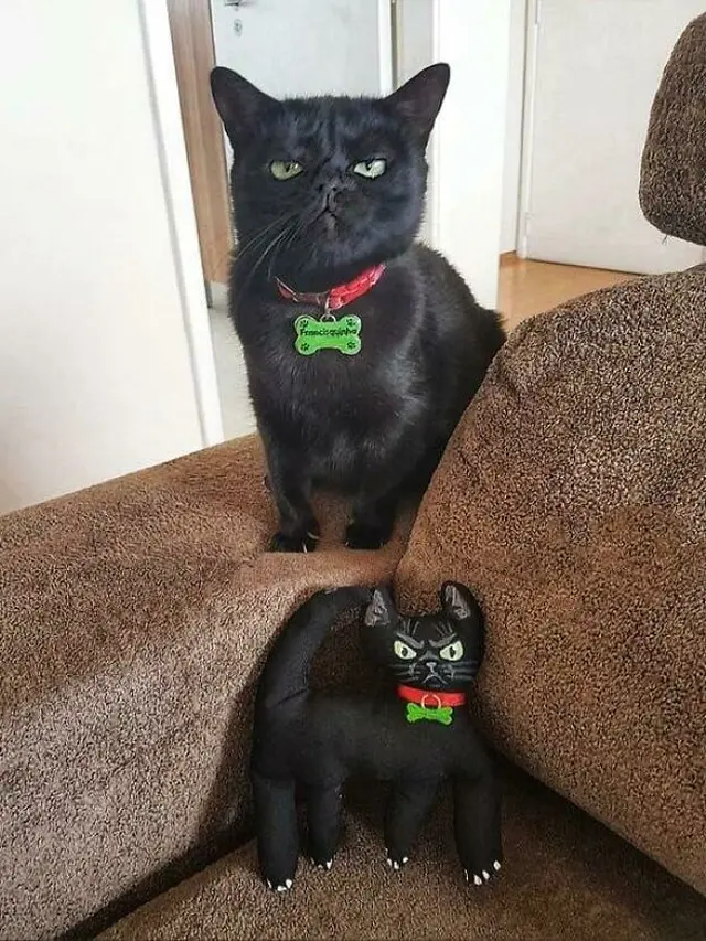 10 Tingkah Unik Kucing yang Bikin Nggak Habis Pikir