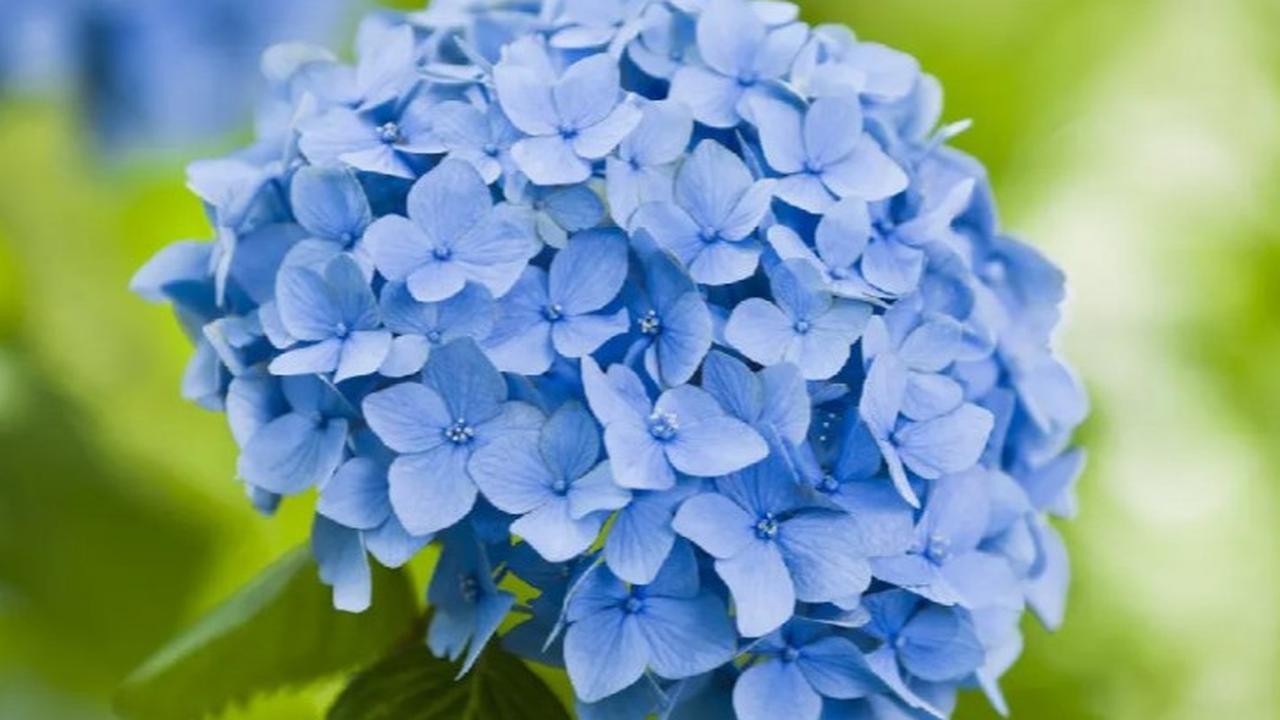10 Tanaman Cantik tapi Beracun, Jangan Tertipu oleh Keindahannya