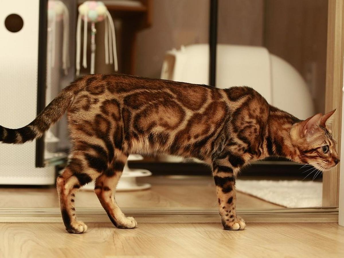 Jenis Kucing Bengal